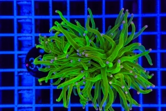 Euphyllia glabrescens Holy Grail