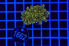 Euphyllia paradivisa