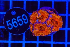 Acanthastrea lordhowensis