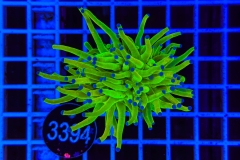 Euphyllia glabrescens Holy Grail