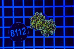 Euphyllia paradivisa