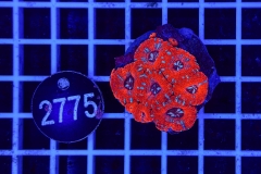 Acanthastrea lordhowensis