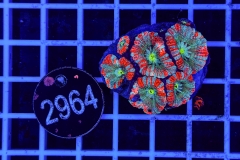 Acanthastrea lordhowensis