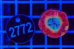 Acanthastrea bowerbanki