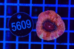 Acanthastrea bowerbanki