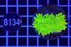 Euphyllia glabrescens Holy Grail