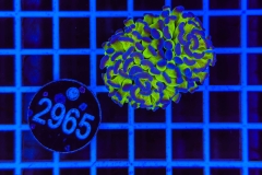 Euphyllia paraancora