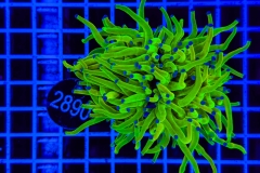 Euphyllia glabrescens Holy Grail