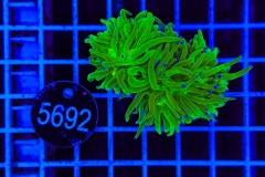 Euphyllia glabrescens