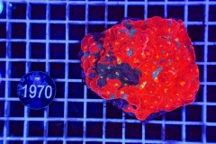 Echinophyllia Bugatti