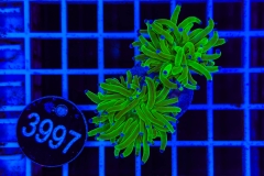 Euphyllia glabrescens