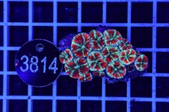 Acanthastrea lordhowensis