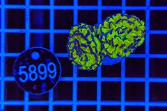 Euphyllia paraancora