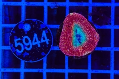 Acanthastrea bowerbanki