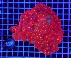 Echinophyllia Bugatti