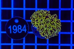 Euphyllia paradivisa