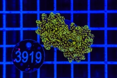 Euphyllia paradivisa