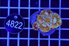 Acanthastrea lordhowensis