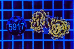 Euphyllia paraancora