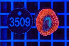 Acanthastrea bowerbanki