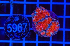 Acanthastrea lordhowensis