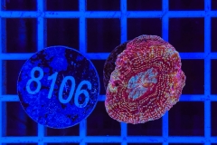 Acanthastrea bowerbanki