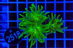 Euphyllia glabrescens