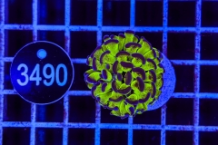 Euphyllia paraancora