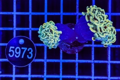 Euphyllia paraancora