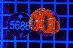 Acanthastrea lordhowensis