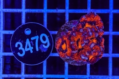 Acanthastrea lordhowensis