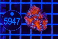 Acanthastrea lordhowensis