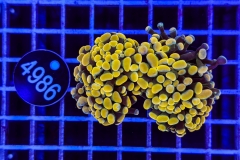 Euphyllia paraancora