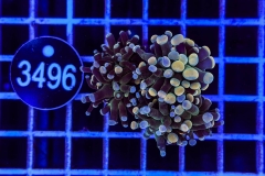 Euphyllia paraancora