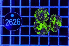 Euphyllia paraancora