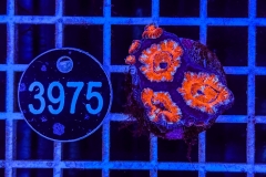 Acanthastrea lordhowensis