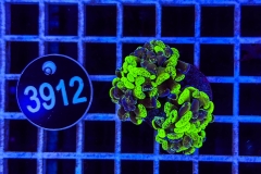 Euphyllia paraancora