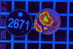 Acanthastrea lordhowensis Rainbow