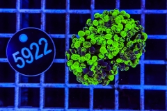 Euphyllia paraancora