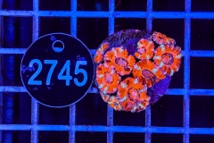 Acanthastrea lordhowensis