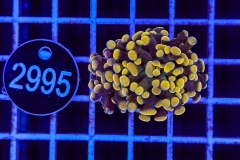 Euphyllia paraancora