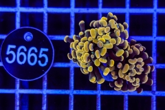 Euphyllia paraancora