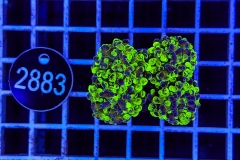 Euphyllia paraancora