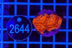 Acanthastrea lordhowensis