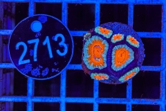 Acanthastrea lordhowensis