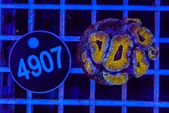 Acanthastrea lordhowensis Ultra