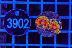 Acanthastrea lordhowensis