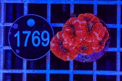 Acanthastrea lordhowensis