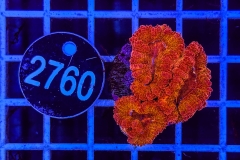 Acanthastrea lordhowensis