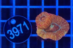 Acanthastrea bowerbanki